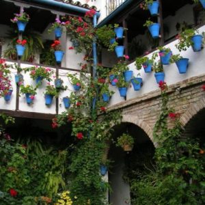 Visita patios cordobeses